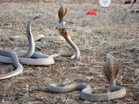 Snake Viral Video